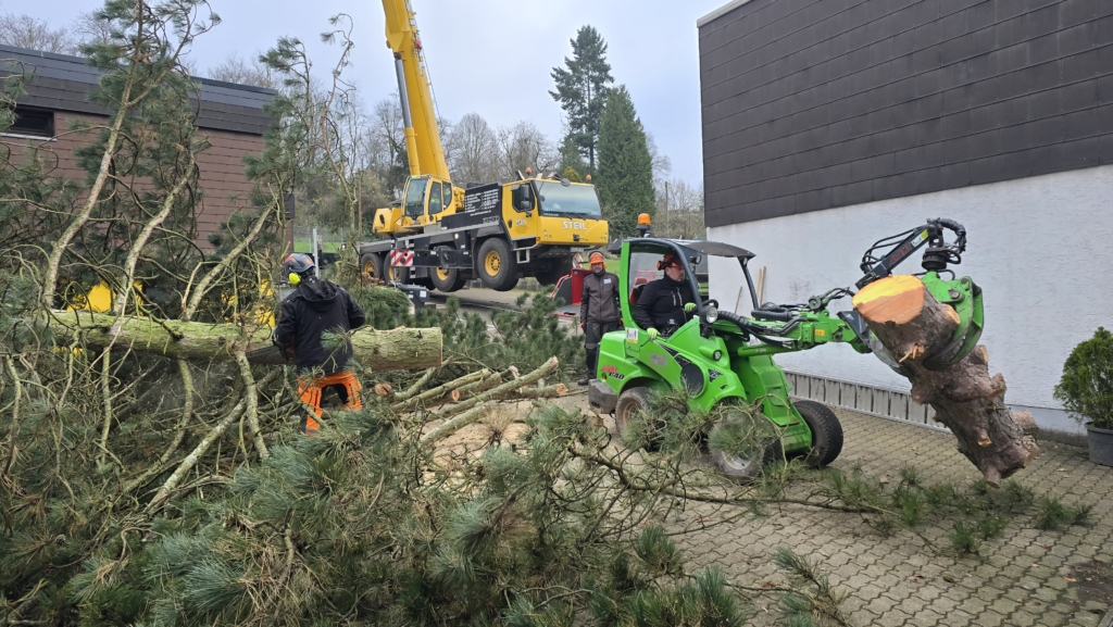 Baumhelden bei einem Baumpflegeeinsatz